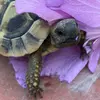 my.adorable.tortoises