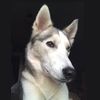 thecrunchyhusky
