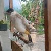 racun.kicau87