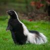 deadeyeskunk