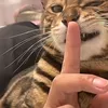 azzjiwi_