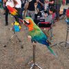 irfan_070623