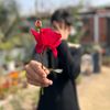 lysan894