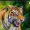 sanjay.shrestha633