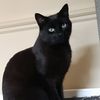 chiisakittycat