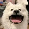 qnhngx_