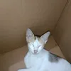 omarganz_1