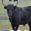 brunobruno53616