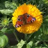 clarasgardenuk