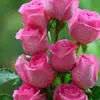 noor__74__
