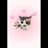 sunny_cat18