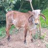 rabinalbaja