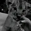 yasma_aaa12453