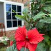 flowernight.1