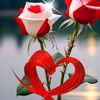 user8144652849704