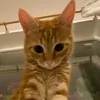 pitangato