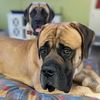 lincoln_mastiff