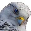 free_falcon_94