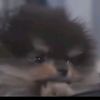 coatlil