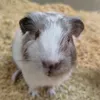 ticonsjd