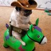 tvoycowboy