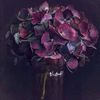 hortensiaccalla