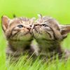 mdkabirhossain9462