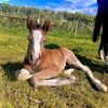 A Foal Called Freya