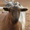 assyuiwiri
