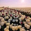 yousufhasan94