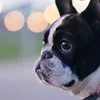elvis_frenchi