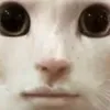 tadakiminecraft