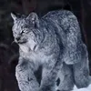 meohoang17qt