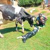 mulotdairyfarm