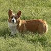 cleverdog7349