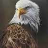 🦅الصقر🦅