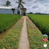 tranh.benzdecor