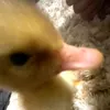 pffyppi