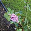 roses_of_blue