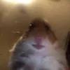 cheeto_chilly69
