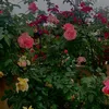 alwanaagha