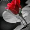 kimsesiz60.......44