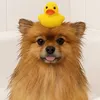rolo_pomeranian