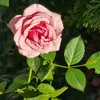 tarlana.mustafaev