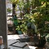 irahsyahira743