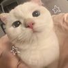 alifaa_ggh