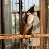 Đam mê chào mào🐦🌿🎶