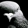 navh_5