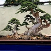 thuandammebonsai