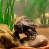 Burtle The Turtle